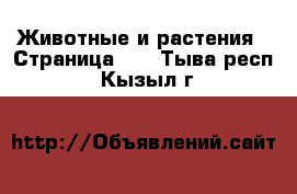  Животные и растения - Страница 11 . Тыва респ.,Кызыл г.